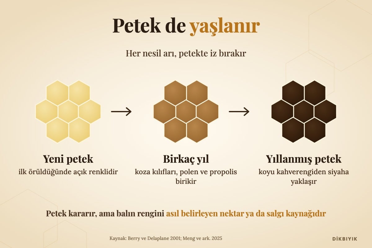 Petek yaşlanması çizimi: yeni petek açık sarı, birkaç yıllık petek kahverengi, yıllanmış petek koyu kahverengi-siyah
