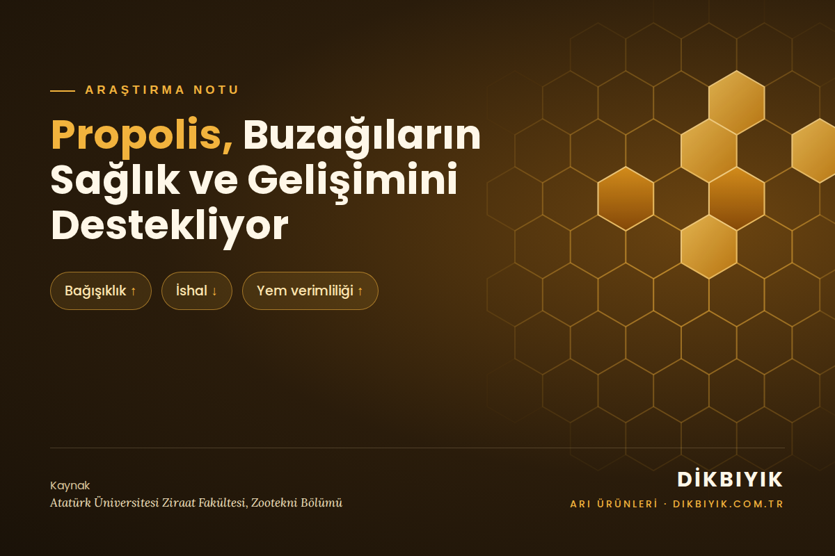 Propolis, Buzağıların Sağlık ve Gelişimini Destekliyor