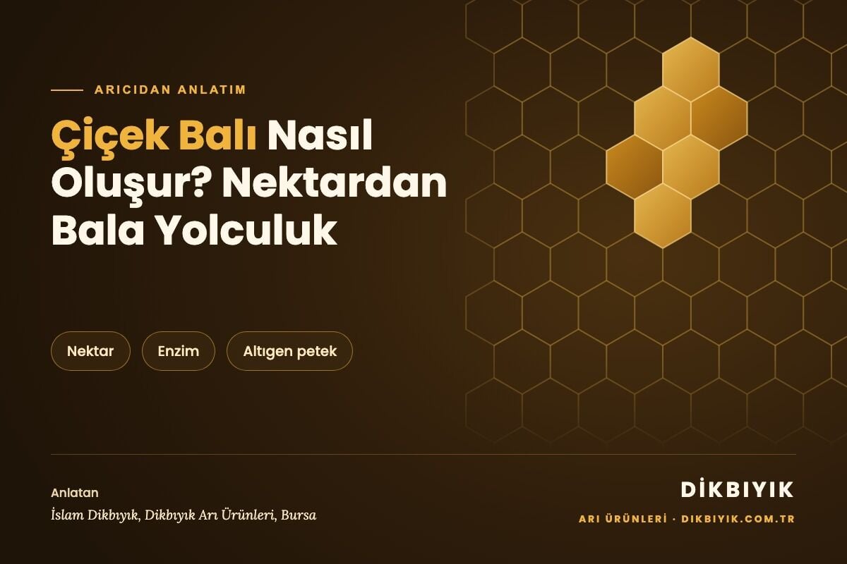 Çiçek Balı Nasıl Oluşur? Nektardan Bala Yolculuk