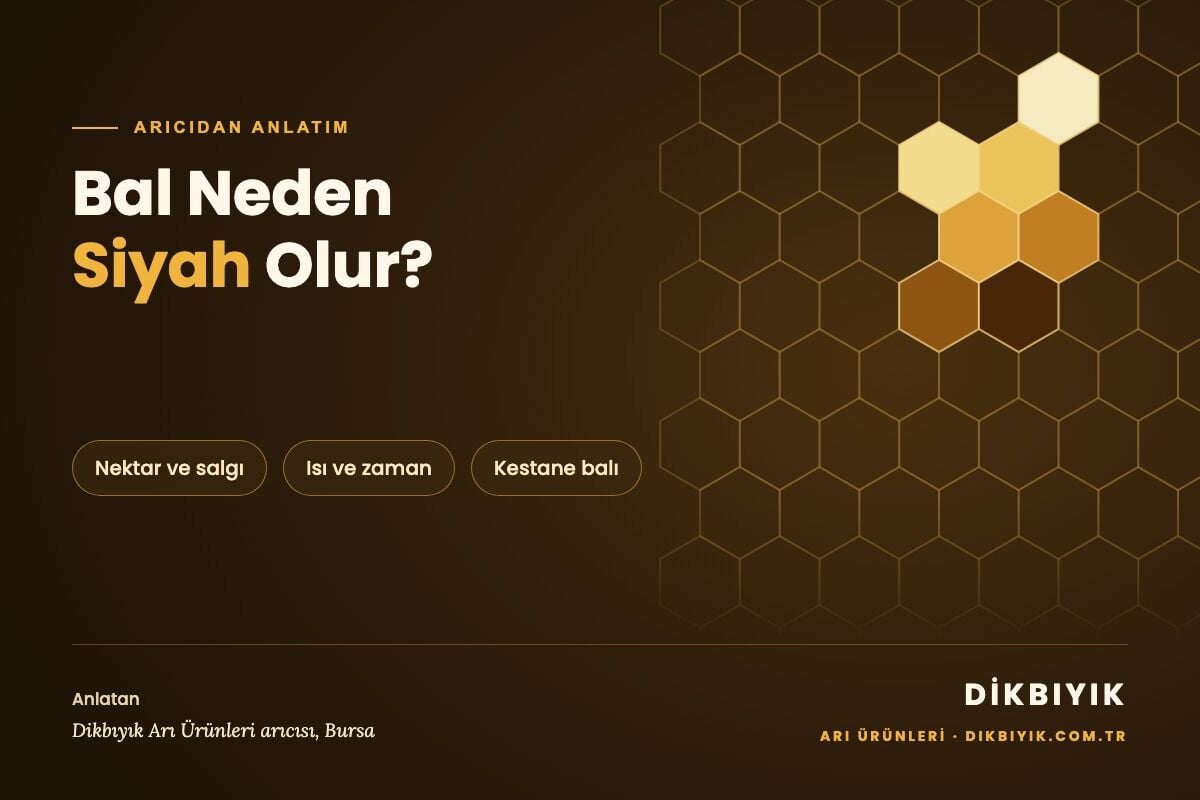 Bal Neden Siyah Olur? Arıcıdan Siyah Bal Rehberi