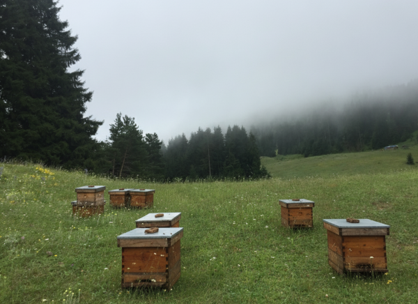 Artvin Yüksek Rakım Çiçek Balı | Aile Geleneğiyle Gelen Lezzet 500 gr